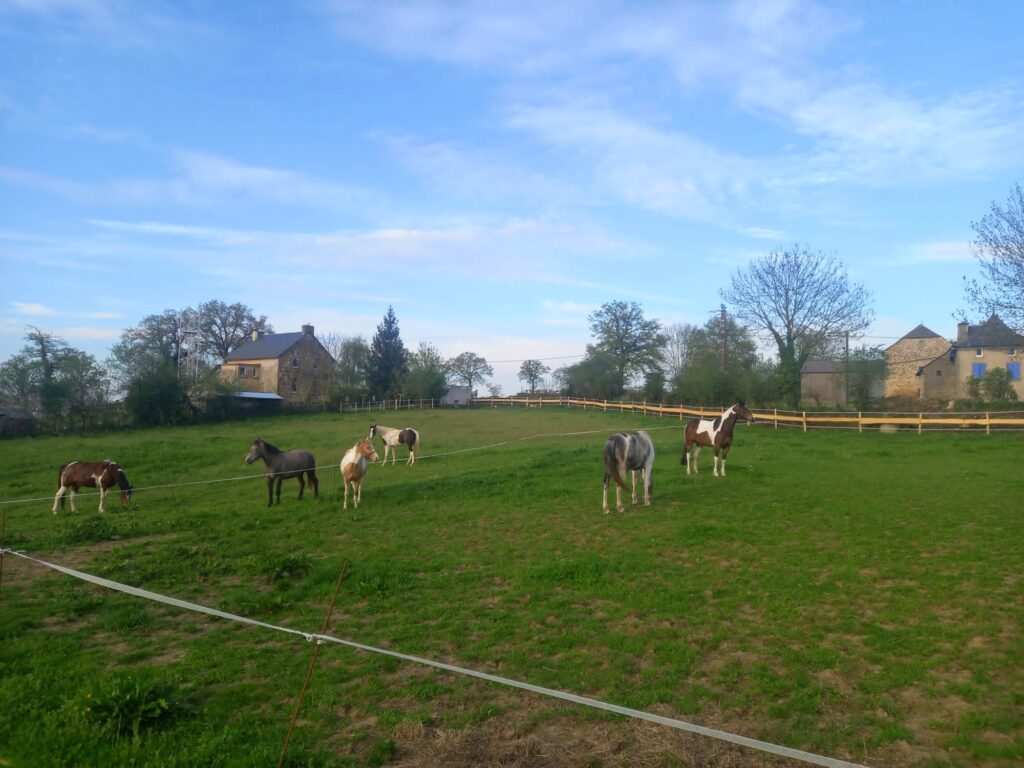 ranchdulevezou-chevaux-pres1